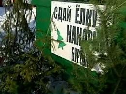 В Томской области в четвертый раз пройдет акция «Елки для буренки» В Томской области в четвертый раз пройдет акция «Елки для буренки»